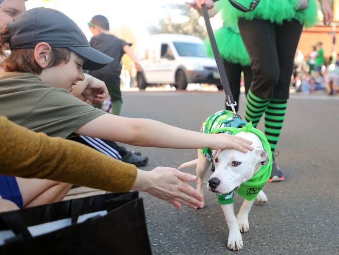 A dog in the Kitsap Human Society parade entry gets a few pets from those watching from the curb during Bremerton’s 30th. annual St. Patrick's Day Parade through downtown on Saturday, March 16, 2024.